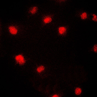3 - Anti-CDC46 Antibody AP51338