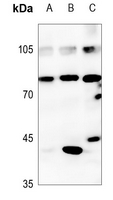 1 - Anti-CDC46 Antibody AP51338