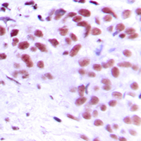 19 - Anti-MEOX2 Antibody AP51341
