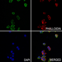 3 - Anti-Aquaporin 0 Antibody AP51342