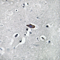 19 - Anti-Aquaporin 0 Antibody AP51342