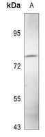 1 - Anti-MLH1 Antibody AP51343