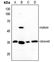 1 - Anti-MMP13 Antibody AP51348