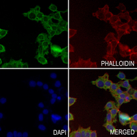 3 - Anti-MMP15 Antibody AP51351