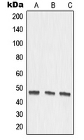 1 - Anti-MMP27 Antibody AP51353