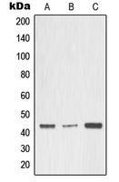 1 - Anti-MMP3 Antibody AP51355