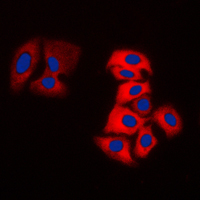 3 - Anti-MOK Antibody AP51358