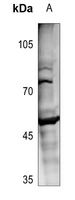 1 - Anti-MOK Antibody AP51358