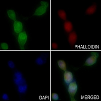 3 - Anti-MPP10 Antibody AP51359
