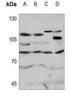 1 - Anti-MPP10 Antibody AP51359