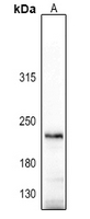1 - Anti-CD206 Antibody AP51360