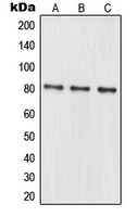 1 - Anti-MRE11 Antibody AP51361