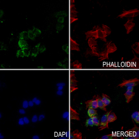 3 - Anti-MRPL17 Antibody AP51364