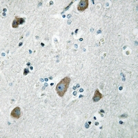 19 - Anti-MRPL32 Antibody AP51365