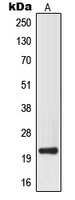 1 - Anti-MRPL32 Antibody AP51365