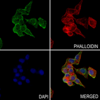 3 - Anti-MRPS12 Antibody AP51367