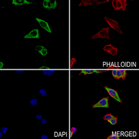 3 - Anti-MRPS35 Antibody AP51368