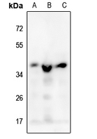1 - Anti-MRPS35 Antibody AP51368