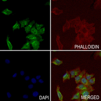 3 - Anti-MYO6 Antibody AP51374