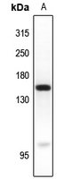 1 - Anti-MYO6 Antibody AP51374
