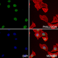 3 - Anti-MZF1 Antibody AP51376