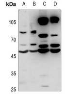 1 - Anti-MZF1 Antibody AP51376