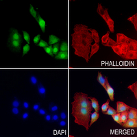 3 - Anti-NCAPH Antibody AP51378
