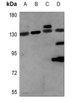 1 - Anti-NCOA7 Antibody AP51379