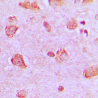 19 - Anti-NDUFA4 Antibody AP51381
