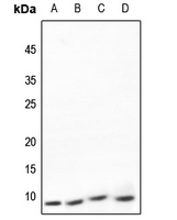 1 - Anti-NDUFA4 Antibody AP51381