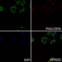 3 - Anti-NEFL Antibody AP51382