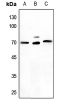 1 - Anti-NEFL Antibody AP51382