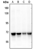 1 - Anti-NEIL3 Antibody AP51383