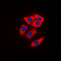 3 - Anti-NEURL1 Antibody AP51384