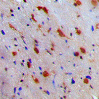 19 - Anti-NEURL1 Antibody AP51384