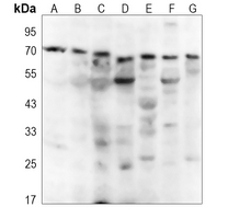 1 - Anti-NEURL1 Antibody AP51384