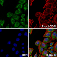 3 - Anti-NEURL2 Antibody AP51385