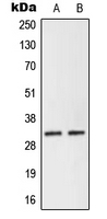 1 - Anti-NEURL2 Antibody AP51385