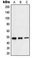 1 - Anti-NEUROD2 Antibody AP51386