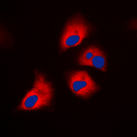 3 - Anti-NF1 Antibody AP51387