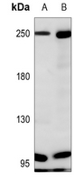 1 - Anti-NF1 Antibody AP51387