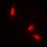 3 - Anti-NRF2 Antibody AP51388