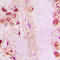 19 - Anti-NRF2 Antibody AP51388