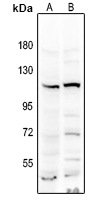 0 - Anti-NRF2 Antibody AP51388