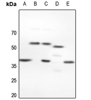 1 - Anti-NFYC Antibody AP51389