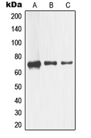 1 - Anti-CD271 Antibody AP51390