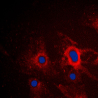 3 - Anti-iNOS Antibody AP51393
