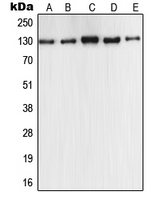 1 - Anti-iNOS Antibody AP51393