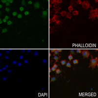 3 - Anti-NPAS2 Antibody AP51396