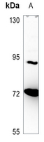 1 - Anti-NPAS2 Antibody AP51396